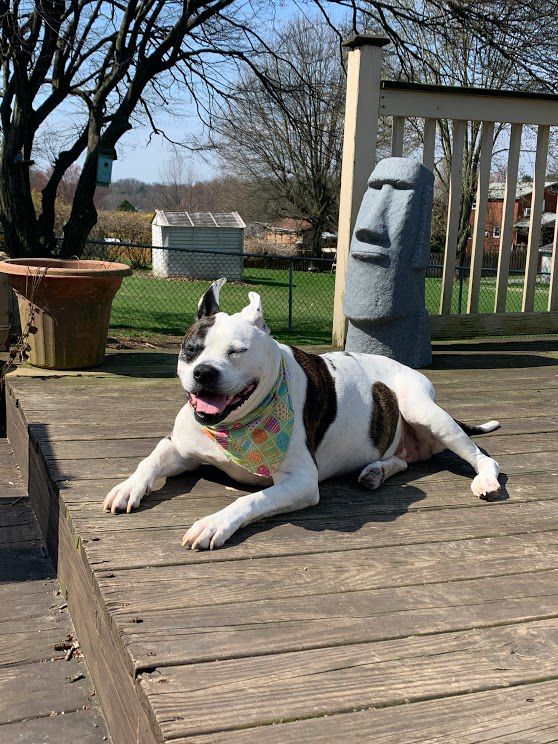 Brooke the dog
